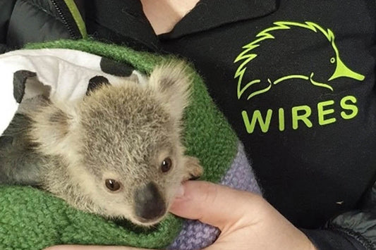 $250 Donation to Wires Wildlife Rescue